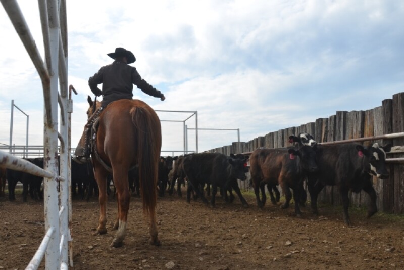 BT_Cowboy_Counting_Cattle