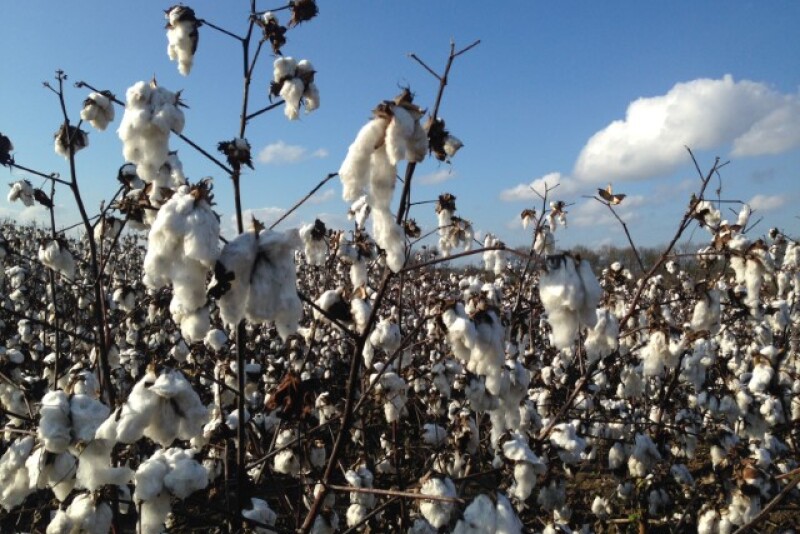cotton_for_cotton_story