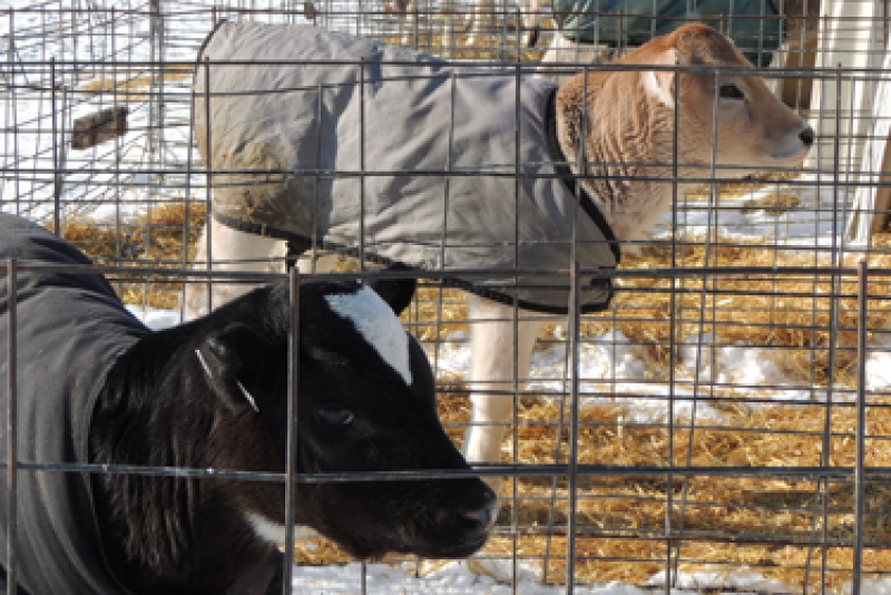 DT_Dairy_Calves_Cold_Weather