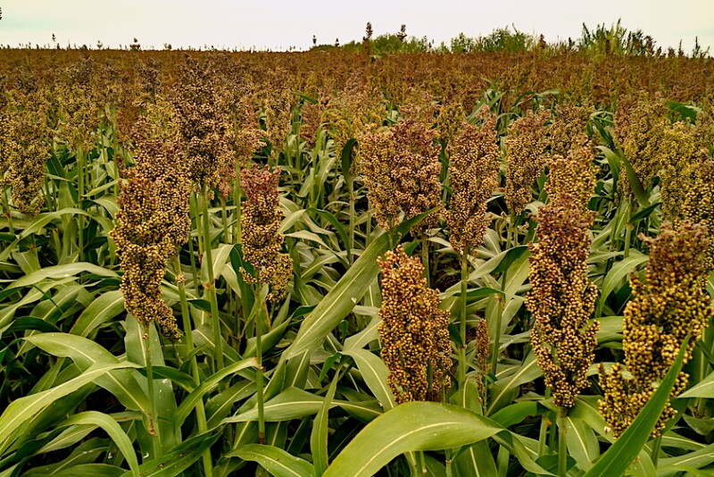 Generally, farms will wait for forage sorghum to go to seed and dry down to an acceptable moisture prior to harvest. 