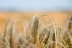 The benchmark CBOT September soft red winter wheat contract settled down 11 cents at $7.63-3/4 a bushel. The most-active contract posted its fourth straight losing sessions, bottoming out at $7.52, its lowest on a continuous basis since Feb. 4.