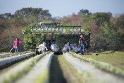 Florida tomato growers after Hurricane Ian