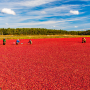People working in cranberry bog in Massachusetts