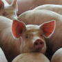 hogs_pigs_(67).jpeg
