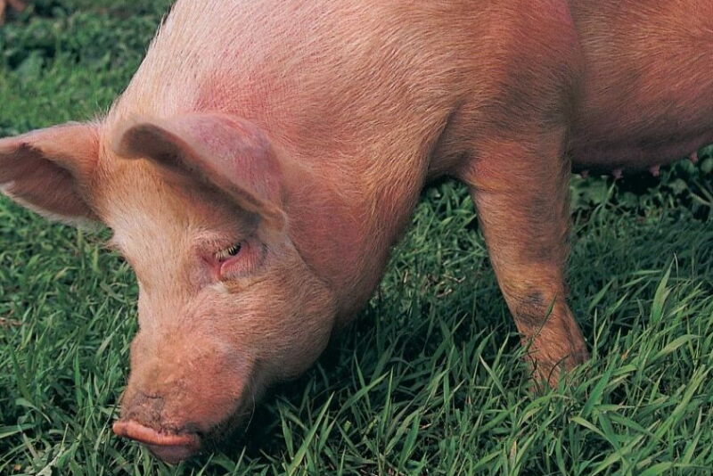 Gene-edited pig with resistance to PRRS