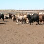 Mexican imported cattle