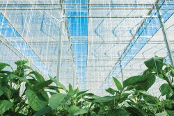 Nature Fresh Farms has installed energy screens that help keep cold air out and warm air inside its more than 200 acres of high-tech greenhouses where the company grows organic and conventional peppers, cucumbers and tomatoes, says Sarah Krzysik, public relations coordinator.
