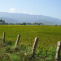 rice_fields_in_india