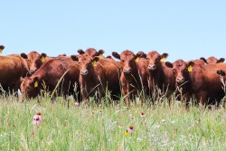 Red Angus