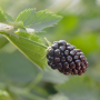 Close-up of blackberry in field