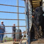 BT_Stocker_Cattle_Semi_Unload
