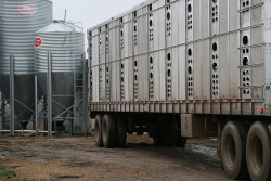 Transporting hogs