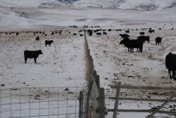 Fenceline weaning appears to benefit calf performance, but might not be practical for some producers. 