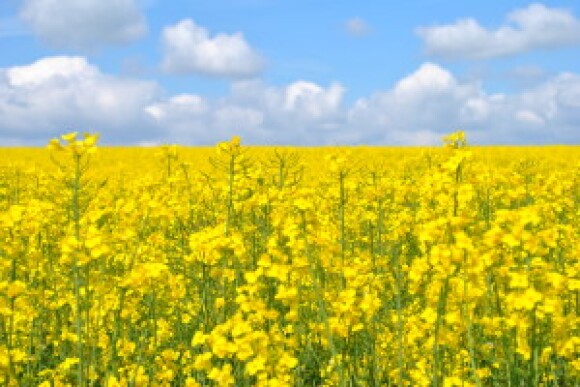 Canola-field-300x201_0_1.jpg