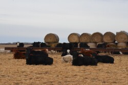 BT_Calves_Winter_Nebraska
