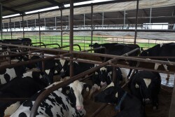 Dairy Herd
