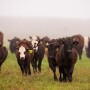 Beef Cattle Photo.jpg