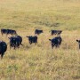 KSU cows