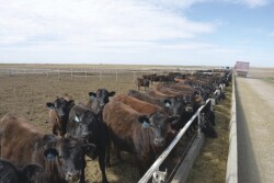 Cattle on feed