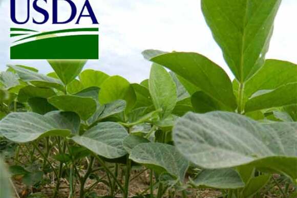 USDA-soybeans-closeup.jpg