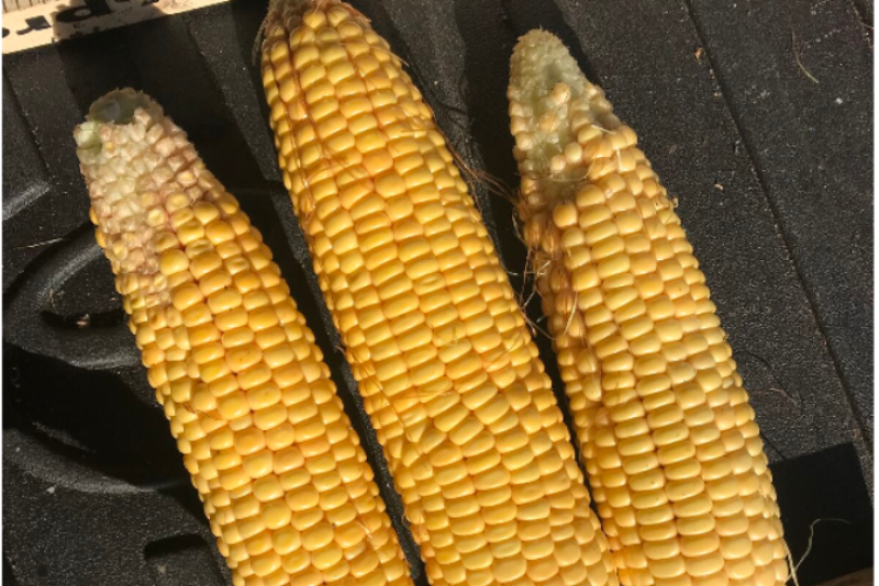 Minnesota corn is showing severe signs of nitrogen stress.