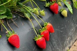 Strawberries in field
