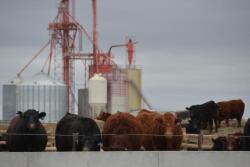 Feedyard closeouts were modestly profitable.