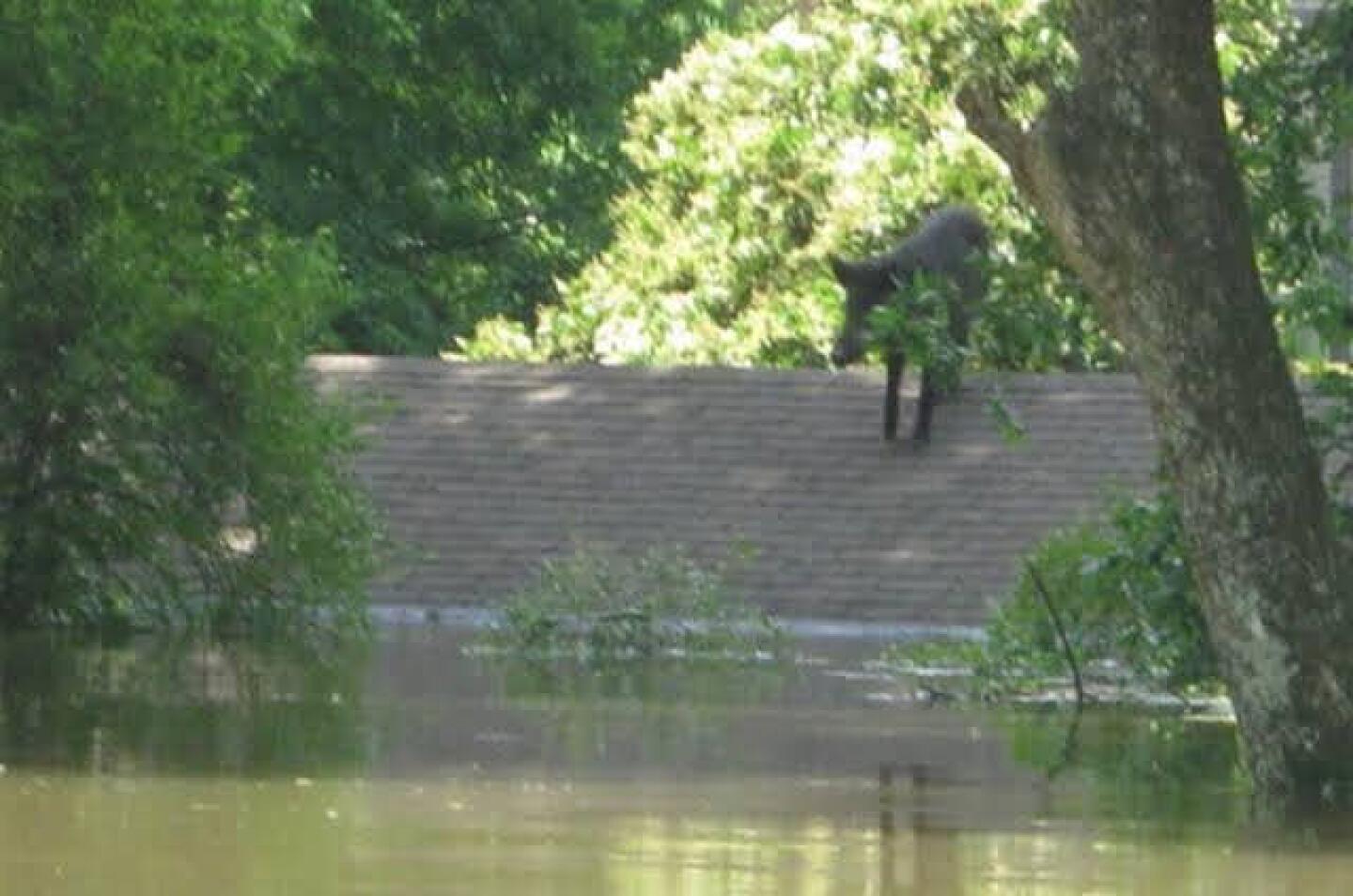 Hog%20on%20rooftop.jpg