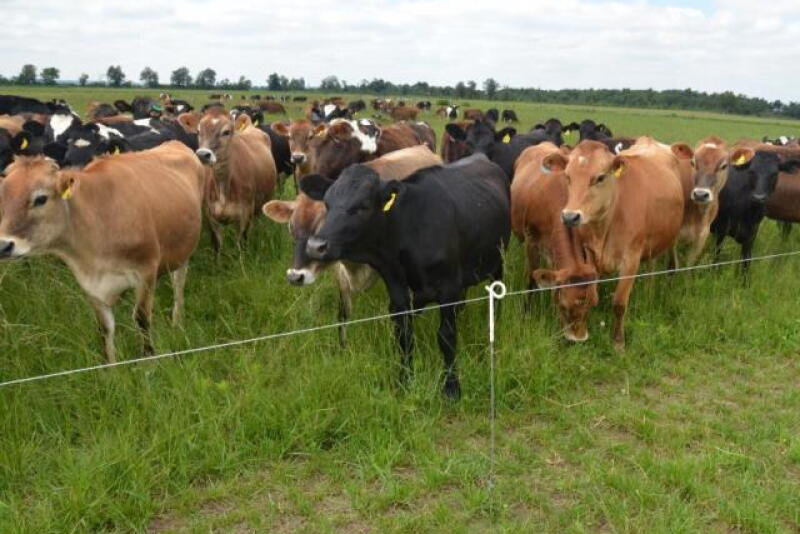Cattle_Electric_Fence