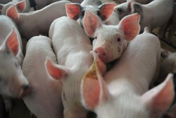 Cash traded weaner pig volume was above average this week with 61,355 head being reported which is 149 percent of the 52-week average. Cash prices were $34.05, up $1.73 from a week ago.  
