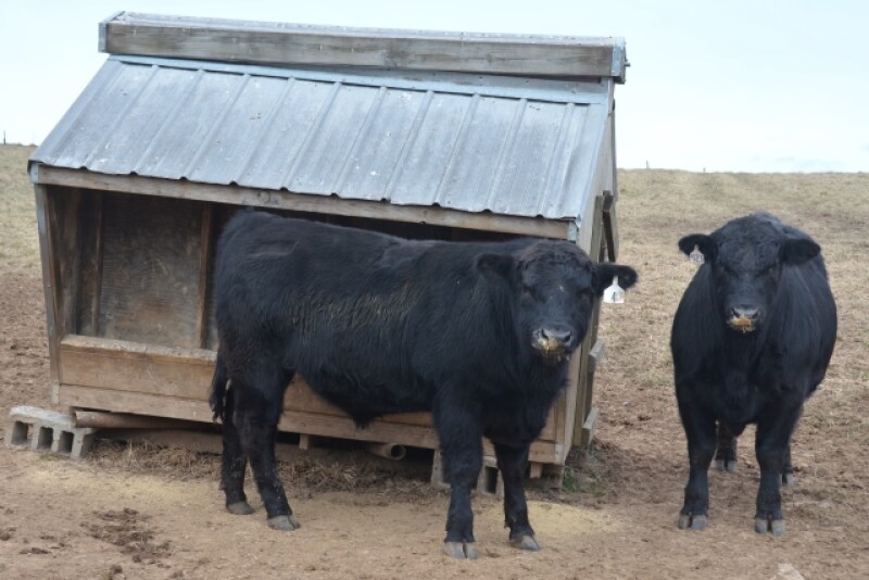BT_Bulls_Feeder