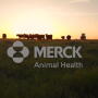 Merck Animal Health