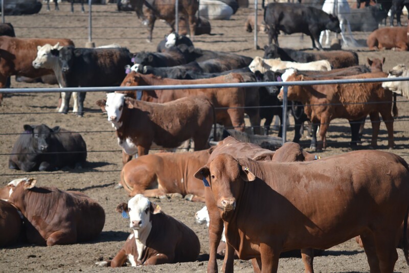 Feedlot TAMU