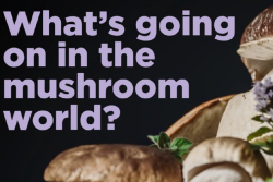 mushrooms