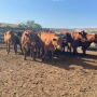 thin cows