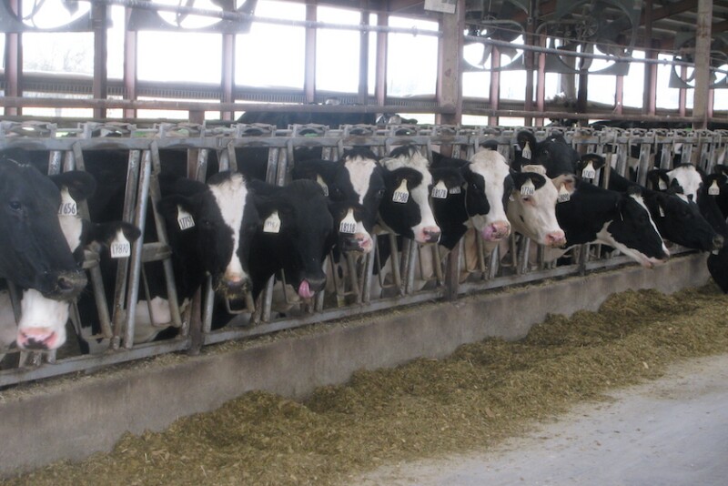 Dairy Lockup_Maureen Hanson