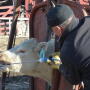 Routine and continued use of anthelmintics have created resistance in some populations of internal parasites.