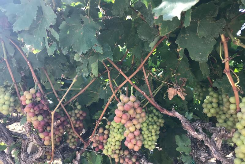 Grapes start to color up in the Coachella Valley in early May.