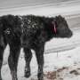Black calf.jpg