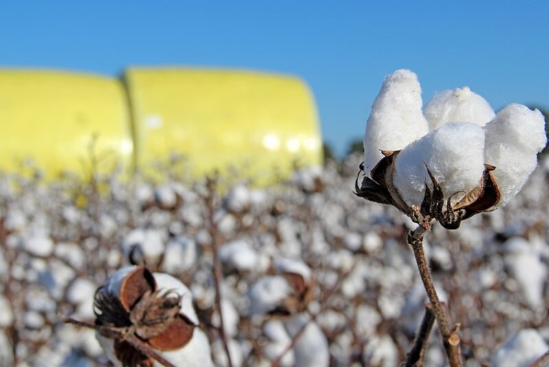 If USDA projections hold, the 2017 U.S. cotton crop could be the largest in over a decade.