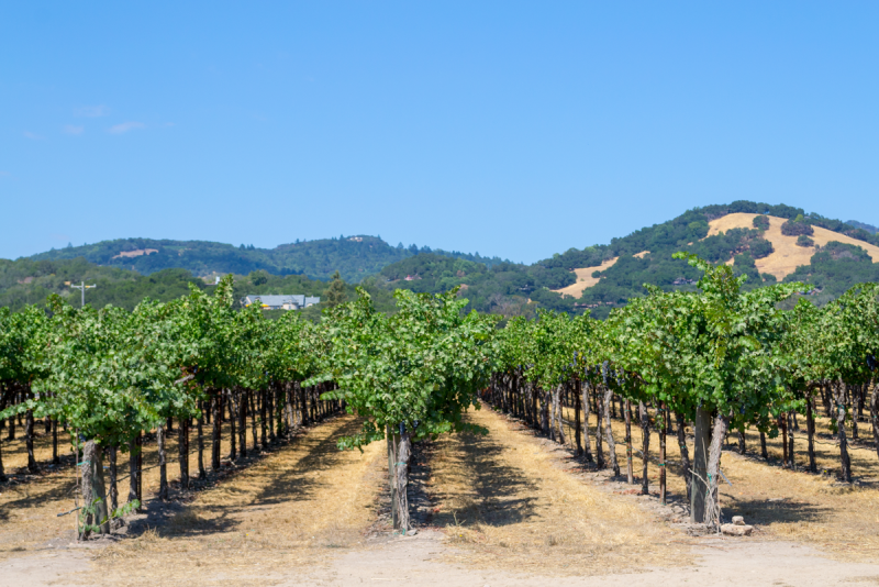 Sonoma vineyard