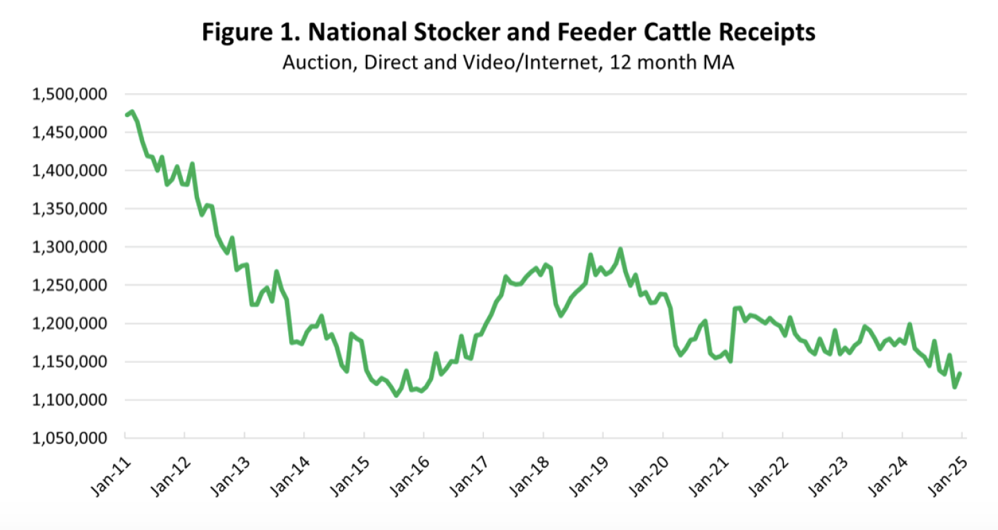 Store Cattle Graph Cattle and Beef Markets Charge into 2025 - Drovers
