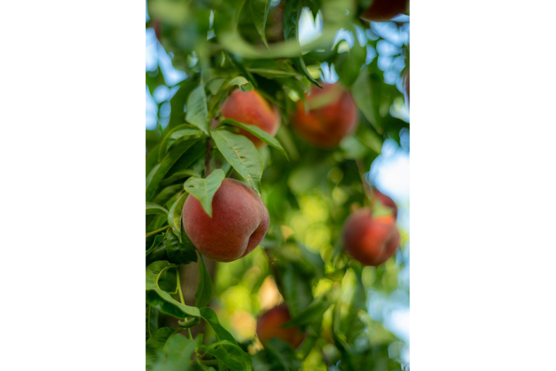 Stemilt peaches