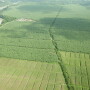 Chiquita