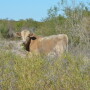 South Texas Stocker Heifer