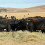  Branded programs draw ranchers closer to consumers.