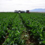 Baloian cauliflower