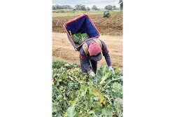 A worker harvests product for Lakeside Organic Gardens LLC. The company has a yearround program of 50 commodities, says Marliese McWherter, creative marketing manager.
