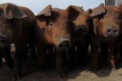 Pigs