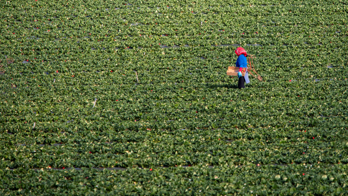 Packer Labour How 2025 Policy Shifts Will Define Farm Labor in 2026 - The Packer